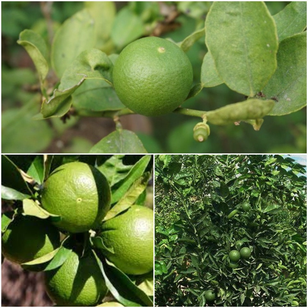 Key Lime Seeds For Planting Lime Tree Seeds Key Lime Seeds Etsy