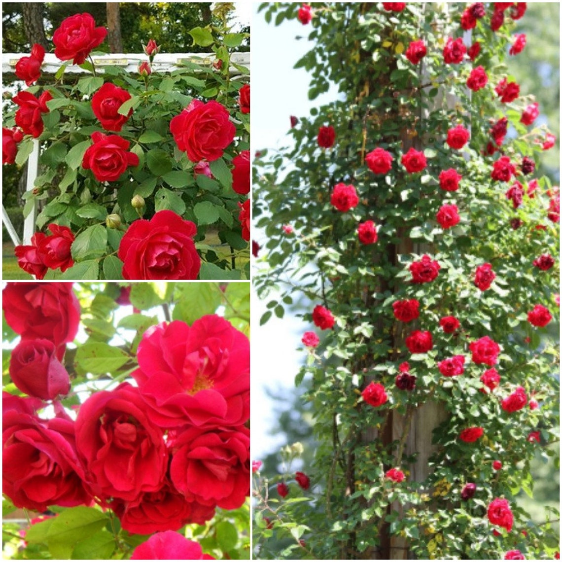 SGardenBay10 Climbing Rose Vine Seeds Climbing Rose Bush Etsy
