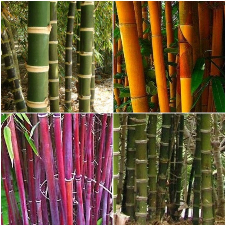 50 Pcs Bamboo Seeds Orange Bamboo Siergras Bamboo Giant Etsy