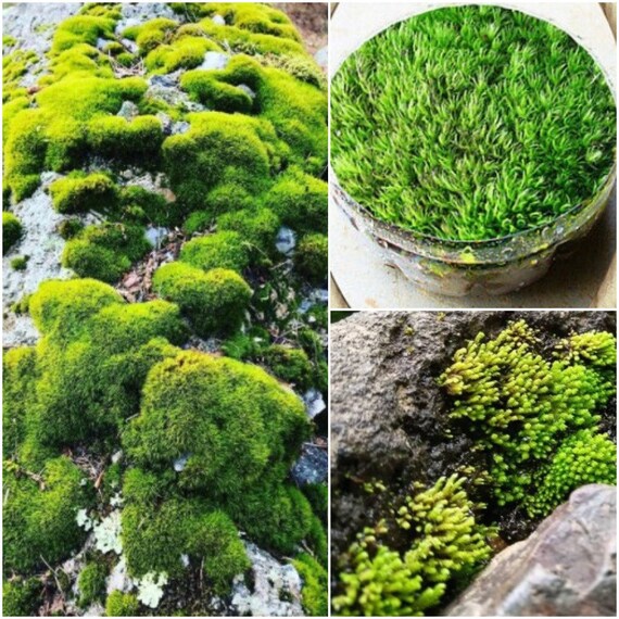SGardenBay6 Rock Cap Moss Moss Rock Plant Moss Rock Ground Etsy