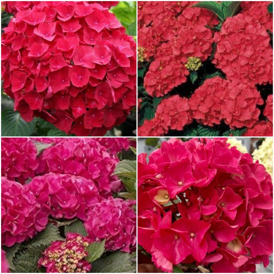 5 Pcs Hydrangea Seeds Perennial Hydrangea Macrophylla Seeds Etsy