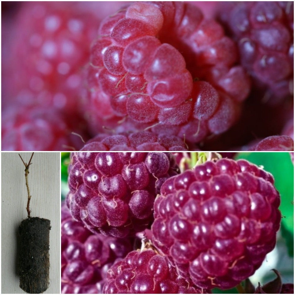 Raspberry Plant Royalty Purple Raspberry Plant Purple Etsy