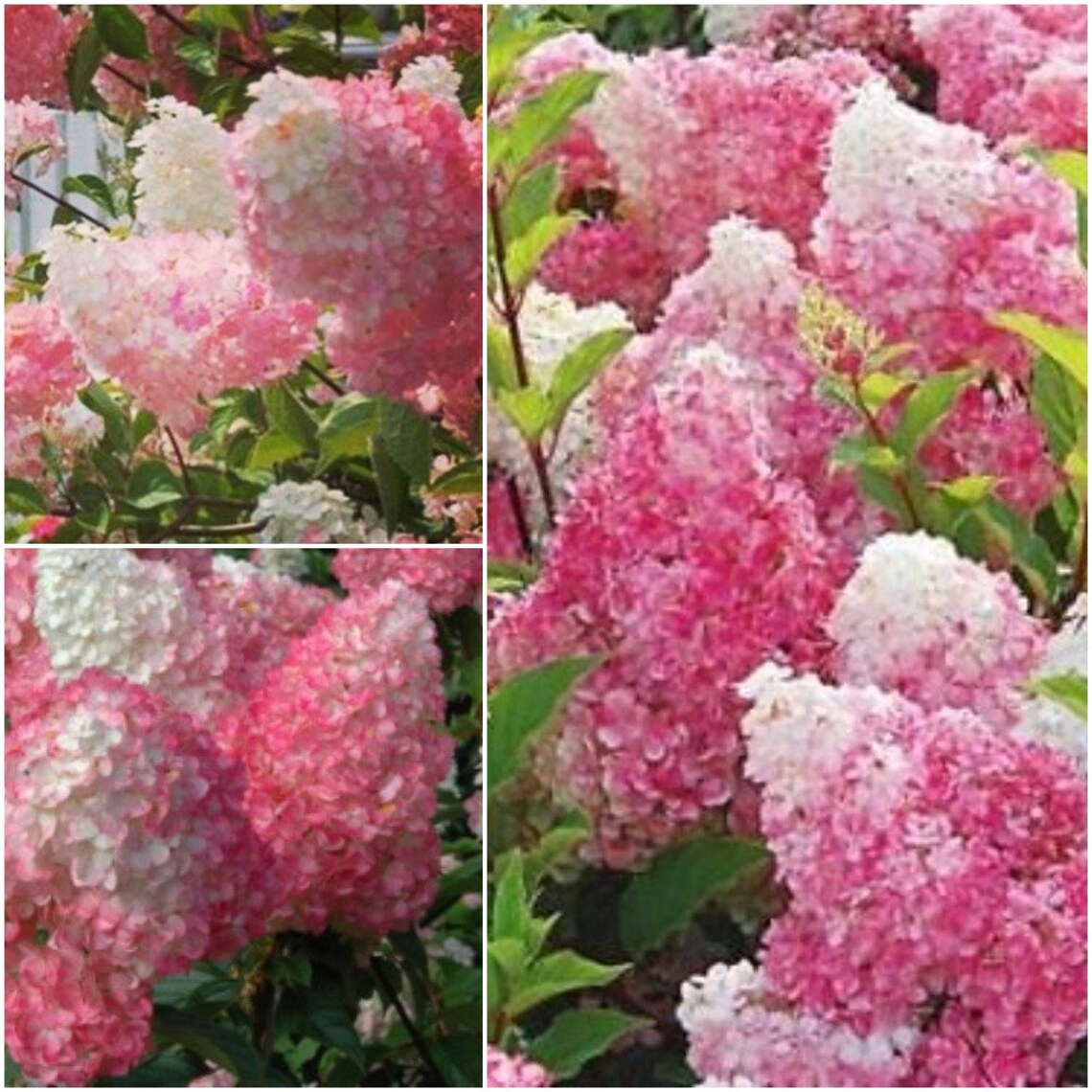 5 Pcs Hydrangea Seeds Hydrangea Paniculata Seeds Light Dark Etsy