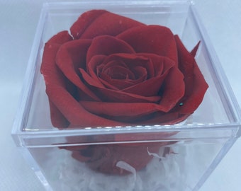 Rosa seca real preservada en caja con cinta, regalo perfecto para mamá, di te amo con una rosa real que no morirá.