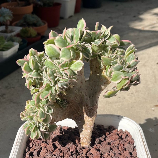 PRESALE Echeveria Cremneria 'Expatriata' f. Cristata, (Not so