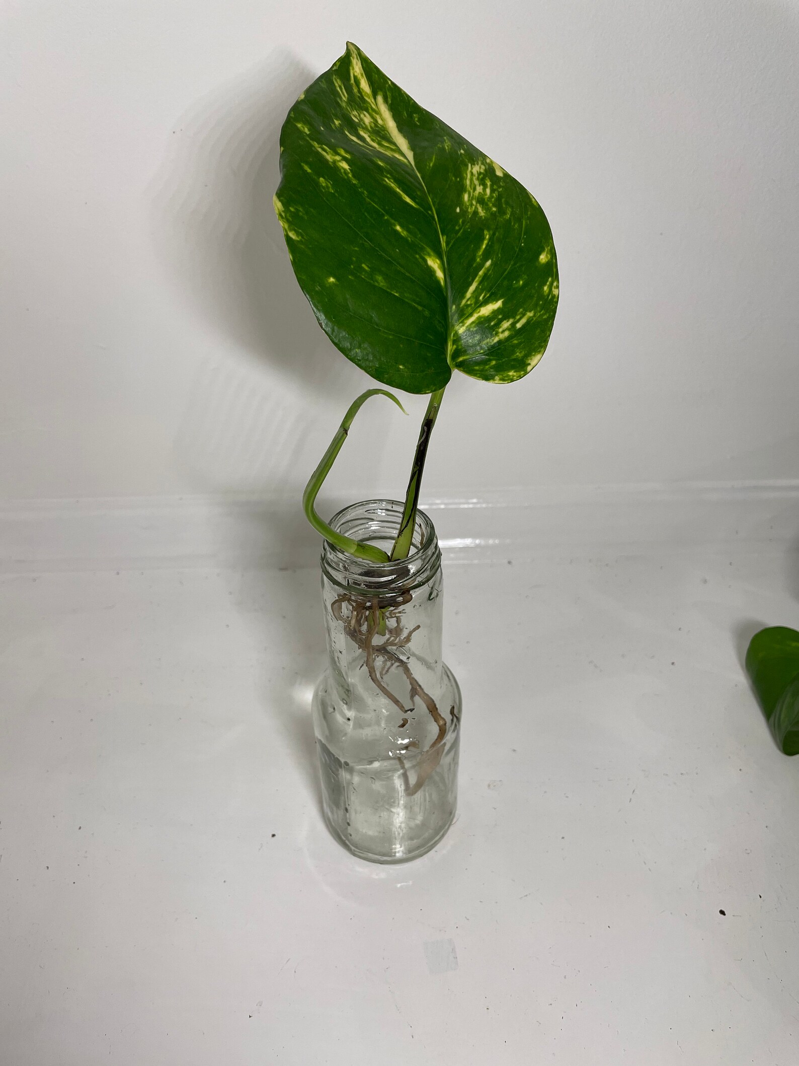 Golden pothos aka devils ivy cutting Rooted Etsy