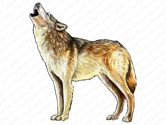 Wolf clipart. Free download transparent .PNG