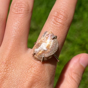 Seashell Ring from Cape Cod Nantucket | Natural shell Size US 7 Ring, Coastal Style Jewelry, Gift for her, Eco fashion