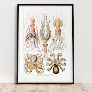 Ernst Haeckel Antique Octopus Fine Art Print, Vintage Nautical Animals Poster, Retro Sealife Wall Art
