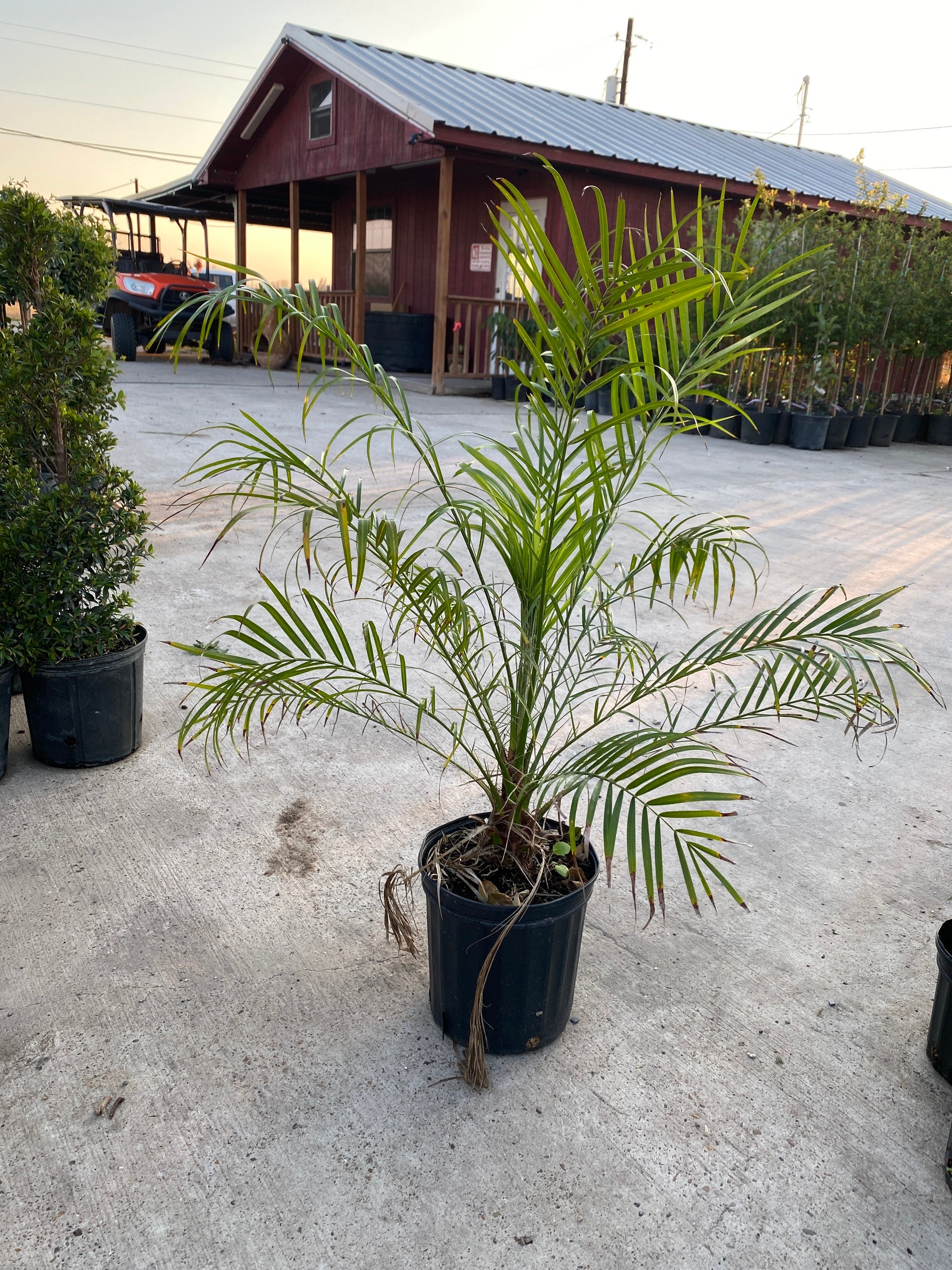 Robellini Palms Tree Etsy