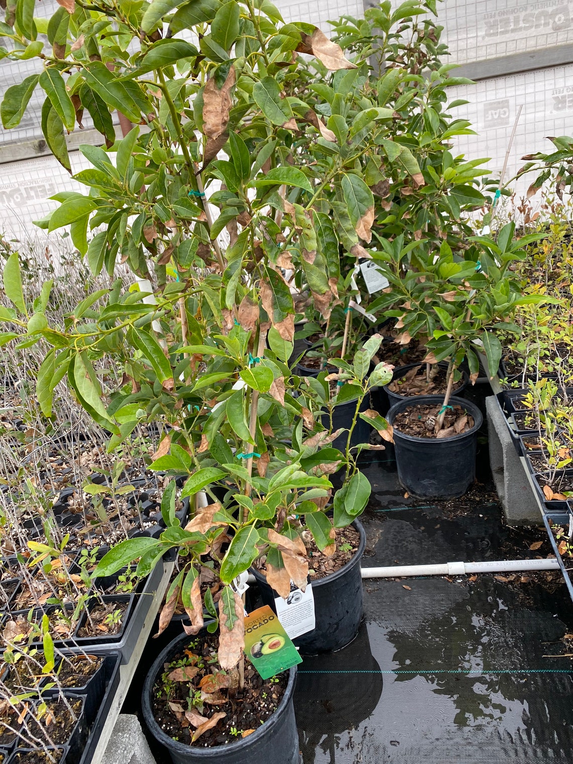 grafted avocado tree for sale