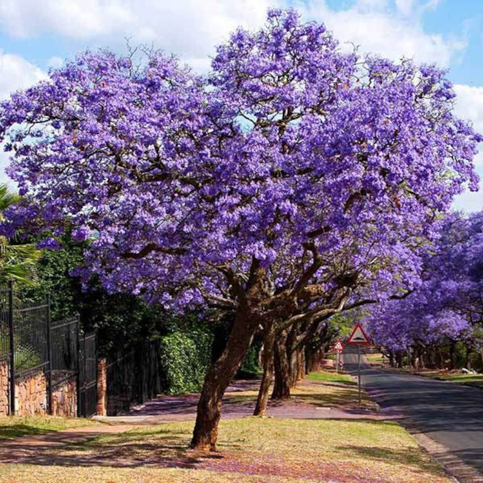 Purple Jacaranda mimosa plant 3Ft tall Fully Rooted plant Fast Etsy