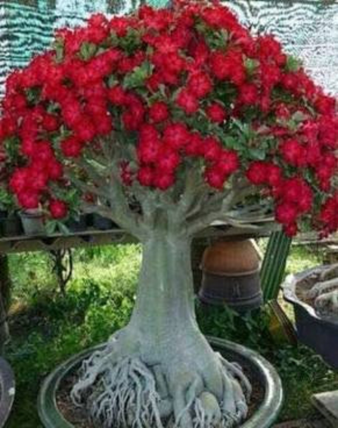 Red Desert Rose plants/Cactus Low Maintenance Indoor/Outdoor Etsy