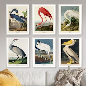 Audubon Print Set Bird Lover Gift Flamingo Pelican Crane Heron Poster Vintage Retro Wall Art Antique Printable Home Decor Digital Download