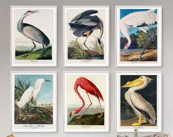 John Audubon Gallery Wall Art Set of 6 Bird Print Flamingo Poster Museum Exhibition Printable Vintage Home Decor Instant Digital Download