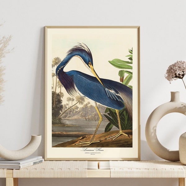 Audubon - Etsy