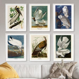 John Audubon Gallery Wall Art Set of 6 Bird Print Pelican Owl Poster Nature Antique Printable Vintage Home Decor Museum Digital Download