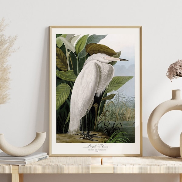 Audubon Print Sea Bird Lover Gift Purple Heron Poster Vintage Nature Retro Botanical Wall Art Antique Printable Home Decor Digital Download