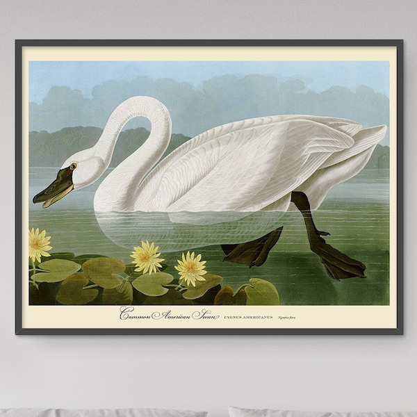 John Audubon Print Bird Poster American Swan Vintage Retro Gallery Wall Art Nature Antique Printable Home Decor Instant Digital Download