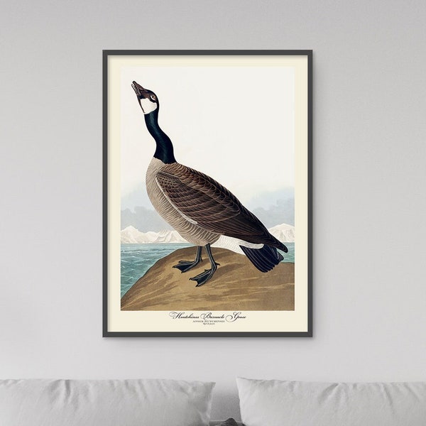 John Audubon Print Bird Poster Barnacle Goose Vintage Retro Gallery Wall Art Nature Antique Printable Home Decor Instant Digital Download
