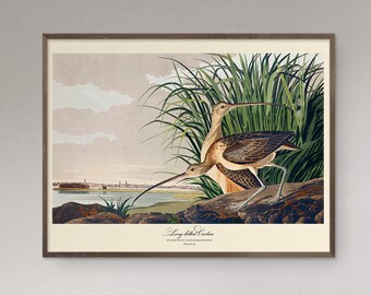 John Audubon Bird Print Long Billed Curlew Vintage Poster Retro Gallery Wall Art Nature Antique Printable Home Decor Museum Digital Download