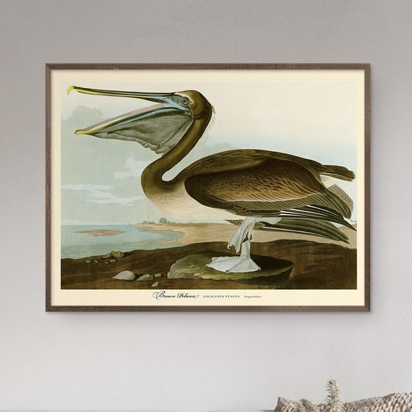 John Audubon Print Bird Poster Brown Pelican Vintage Retro Gallery Wall Art Nature Antique Printable Home Decor Instant Digital Download