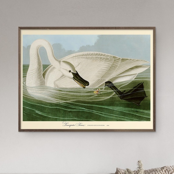 John Audubon Print Bird Poster Trumpeter Swan Vintage Retro Gallery Wall Art Nature Antique Printable Home Decor Instant Digital Download