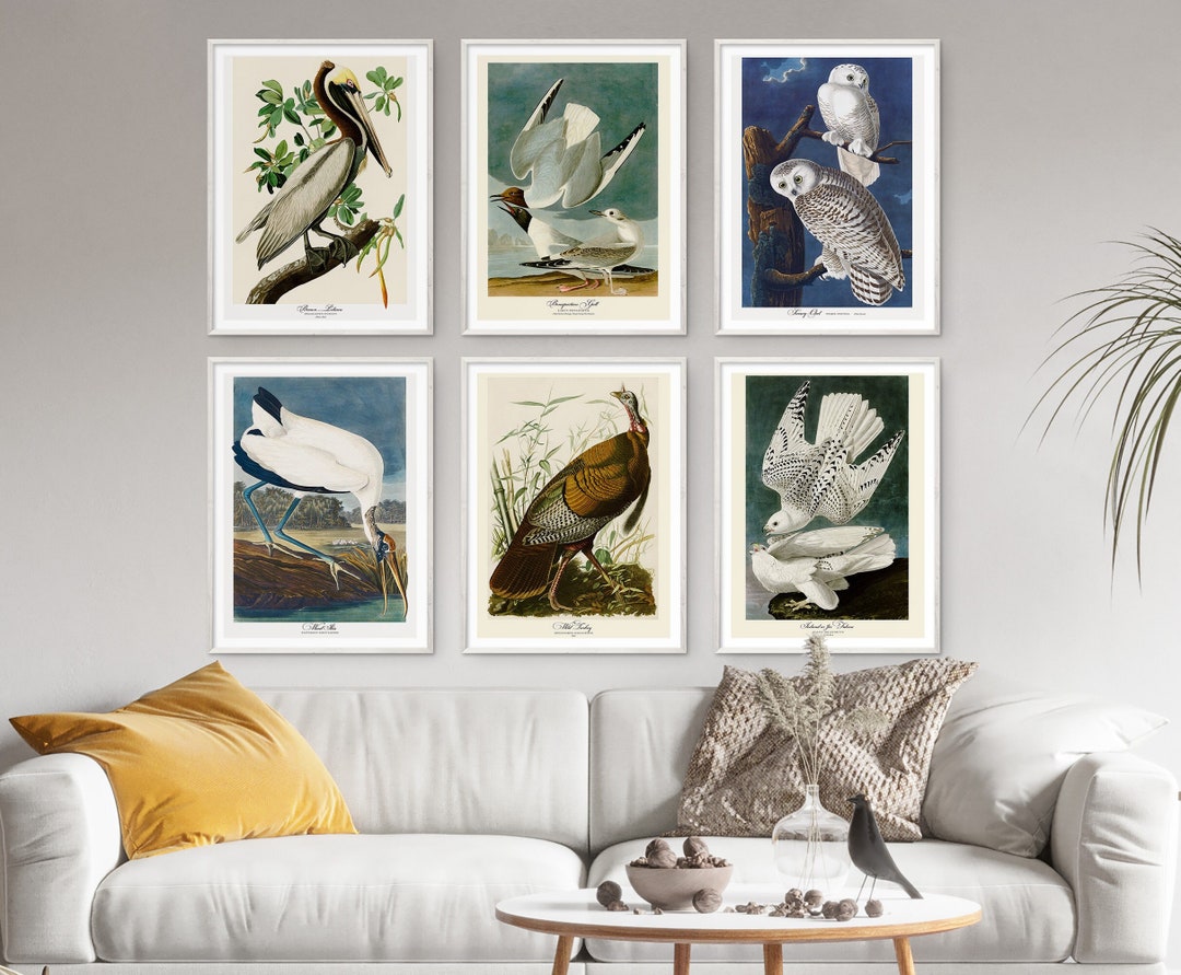 John Audubon Gallery Wall Art Set of 6 Bird Print Pelican Owl Poster