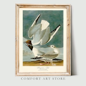 John Audubon Bird Print Bonapartian Gull Vintage Poster Retro Gallery Wall Art Nature Antique Printable Home Decor Museum Digital Download