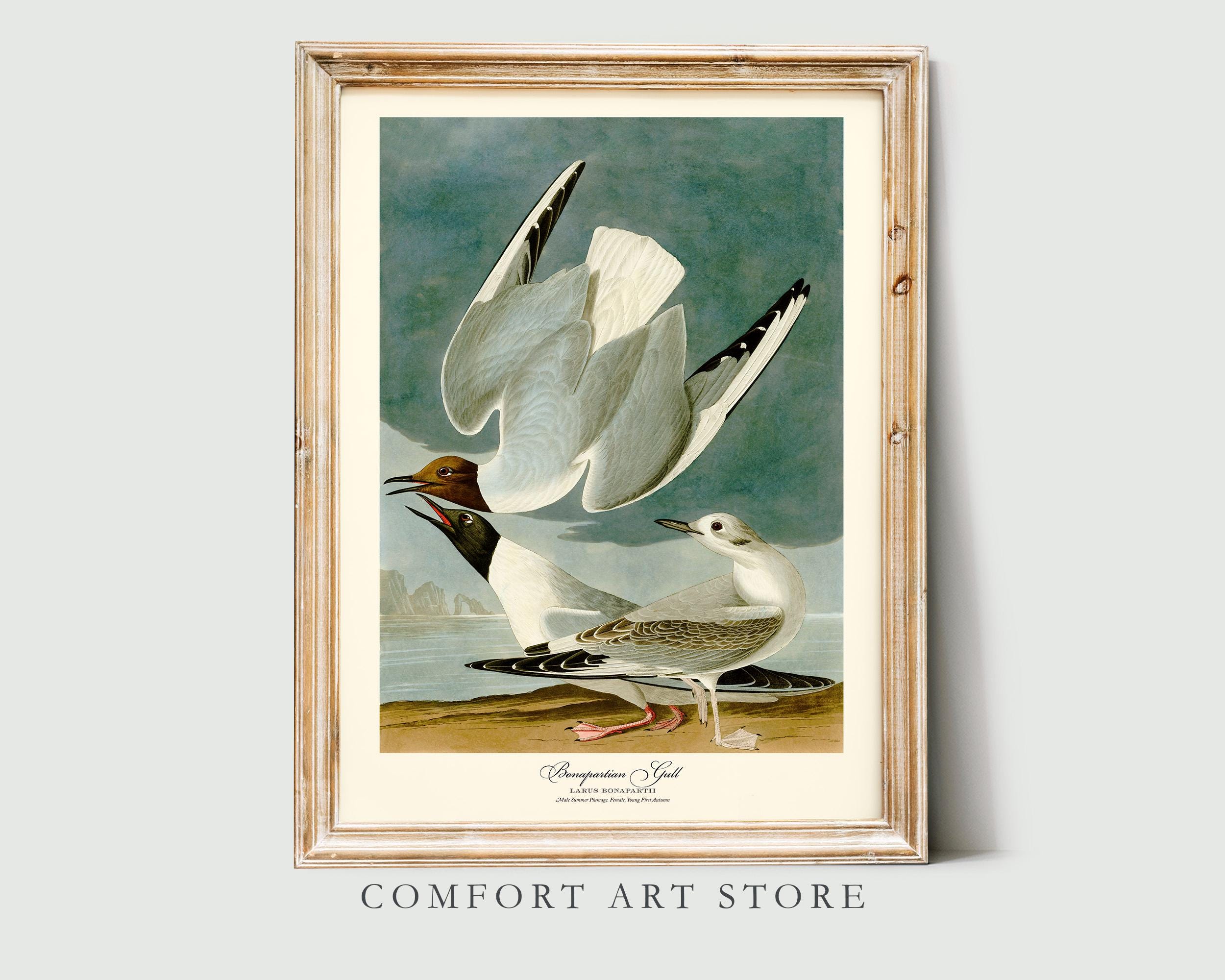 John Audubon Bird Print Bonapartian Gull Vintage Poster Retro Gallery Wall Art Nature Antique Printable Home Decor Museum Digital Download
