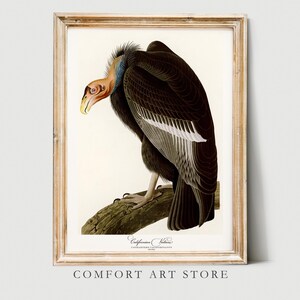 Audubon Print Bird Lover Gift Vulture Poster Vintage Retro Gallery Wall Art Antique Printable Home Decor Illustration Digital Download