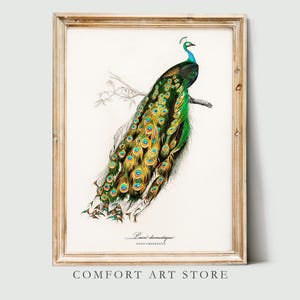 John Audubon Bird Print Retro Paon Domestique Gallery Wall Art Poster Museum Exhibition Printable Nature Home Decor Instant Digital Download