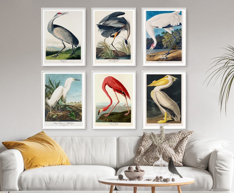 John Audubon Gallery Wall Art Set of 6 Bird Print Flamingo - Etsy