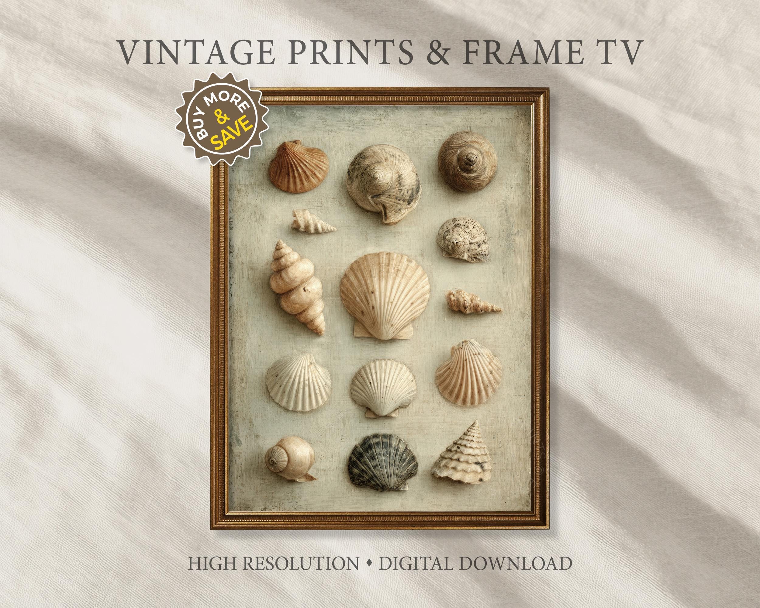 Rustic Seashell Picture Vintage Seashell Collection Wall Art, Antique Shell Still Life Painting ...
