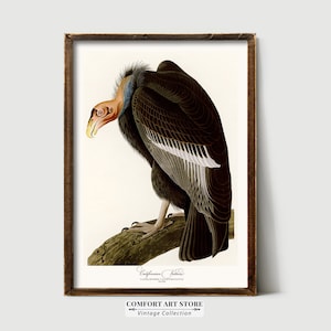 Audubon Print Bird Lover Gift Vulture Poster Vintage Retro Gallery Wall Art Antique Printable Home Decor Illustration Digital Download