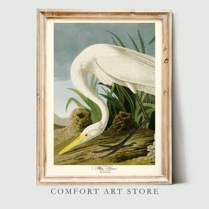 John James Audubon Bird Print White Heron Vintage Poster Retro Gallery Wall Art Nature Antique Printable Home Decor Instant Digital Download