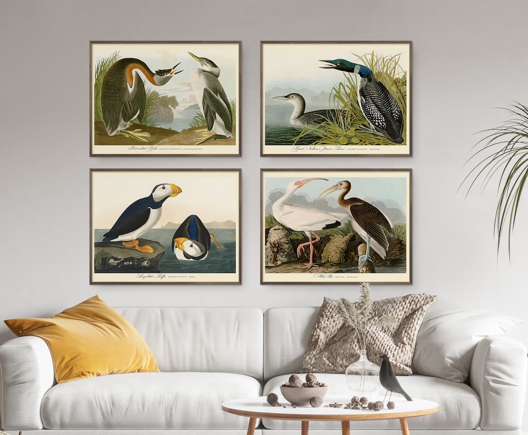 John Audubon Print Set of 4 Gallery Wall Art Bird Loon Grebe Ibis ...