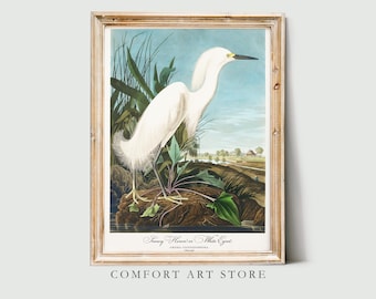 John Audubon Bird Print Retro Snowy Heron Gallery Wall Art Poster Museum Exhibition Printable Vintage Home Decor Instant Digital Download