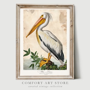 Audubon Style Bird Print Bird Lover Gift White Pelican Poster Vintage Nature Retro Botanical Wall Art Printable Home Decor Digital Download