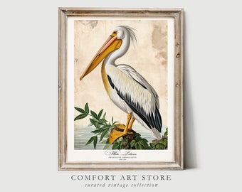 Könnte beinhalten: Vintage-Illustration eines weißen Pelikans mit gelbem Schnabel und schwarzen Markierungen an den Flügeln. Der Vogel sitzt auf einem Felsen mit grünem Laub im Hintergrund. Der Text "White Pelican PELICANUS AMERICANUS" ist unter dem Bild gedruckt.