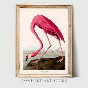 John Audubon Bird Print Retro Pink American Flamingo Galleria Wall Art Poster Museo Mostra Stampabile Decorazione per la casa Download digitale istantaneo