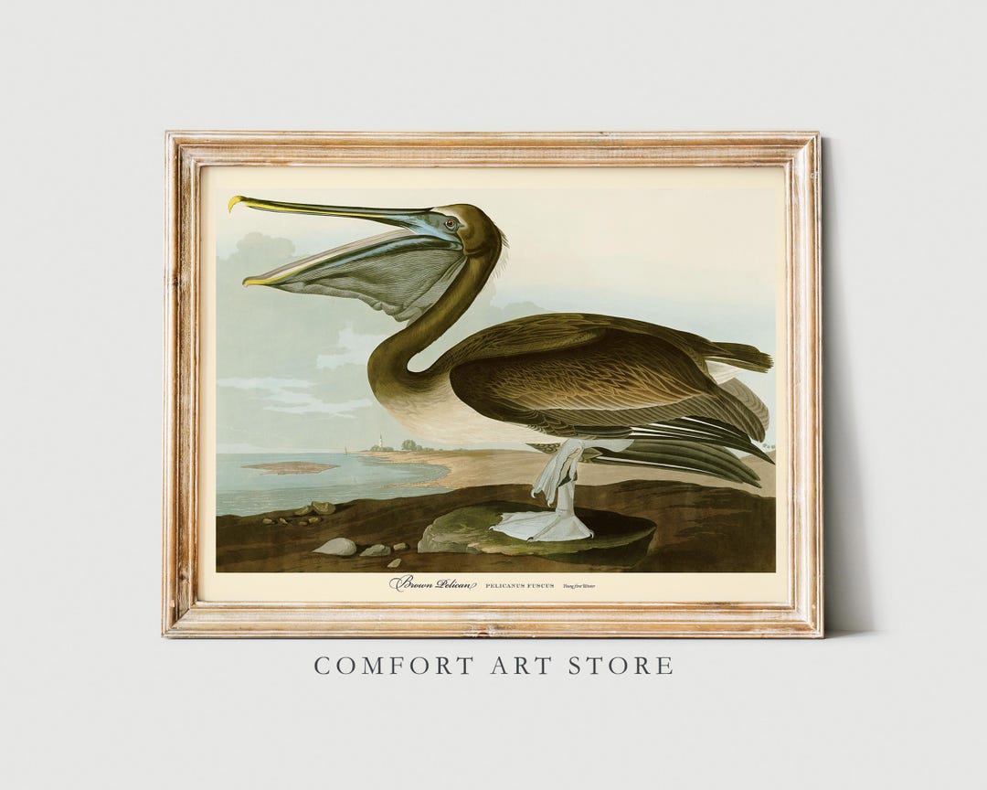 John Audubon Print Bird Poster Brown Pelican Vintage Retro Gallery Wall ...