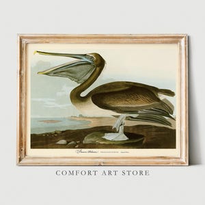 Póster de pájaro con estampado de pelícano pardo de John Audubon, galería retro vintage, arte de pared, naturaleza, antigüedad, decoración del hogar, descarga digital instantánea