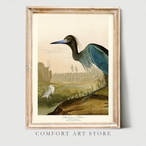 John Audubon Bird Print Blue Crane Heron Vintage Poster Retro Gallery Wall Art Nature Antique Printable Home Decor Instant Digital Download