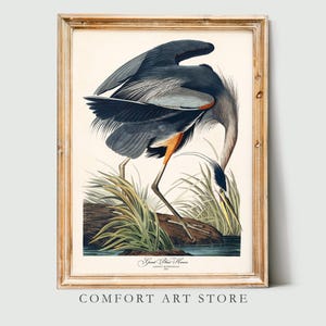 John Audubon Bird Print Retro American Great Blue Heron Gallery Wall Art Poster Museum Exhibition Printable Home Decor Digital Download
