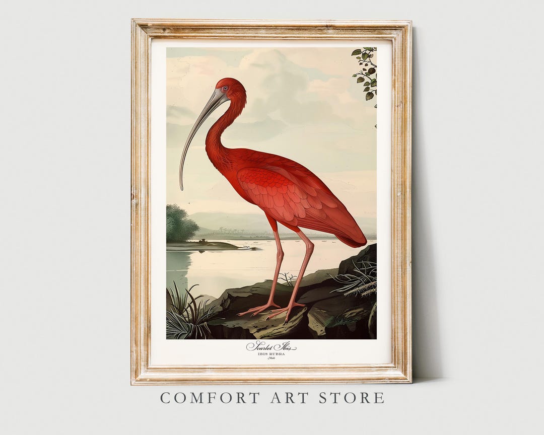 Audubon Style Bird Print Scarlet Ibis Print. Poster Bird America Lover Gift Vintage Nature Retro ...