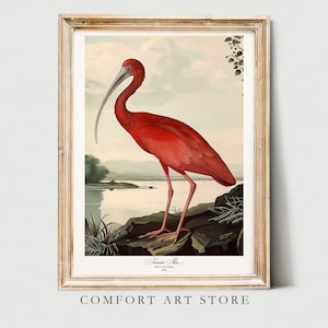 Impresión de pájaro estilo Audubon Impresión de ibis escarlata. Póster Pájaro Amante de América Regalo Naturaleza Vintage Arte de pared retro Ibis escarlata Imprimible Decoración del hogar