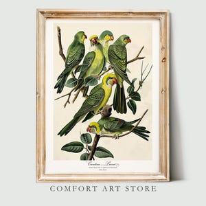 Audubon Style Bird Print Carolina Parrot Poster. Bird America Lover Gift Vintage Nature Retro Wall Art Carolina Parrot Printable Home Decor