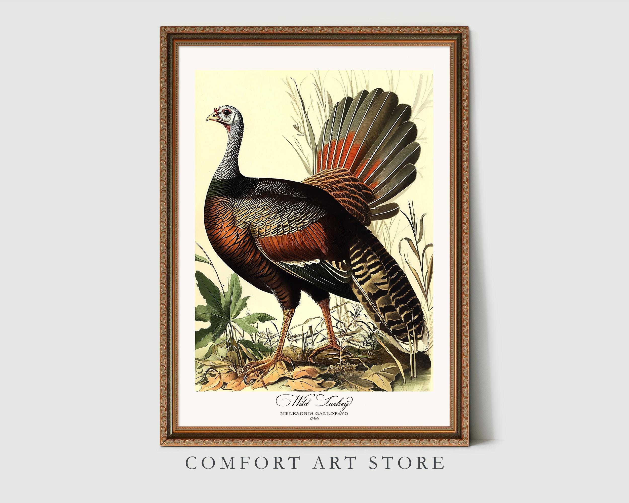 Audubon Style Bird Print. Wild Turkey Poster Bird of America Bird