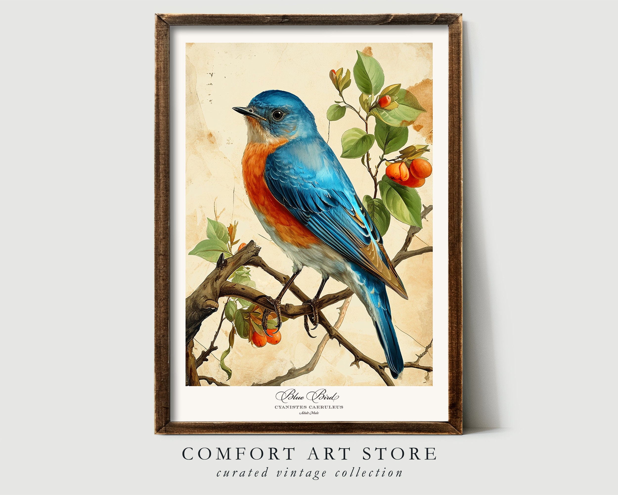 Audubon Style Bird Print Spring Blue Bird Poster Lover Gift Vintage ...